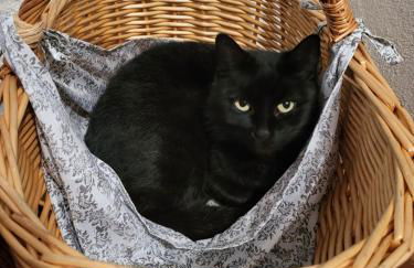 Ferienwohnung Am Wasserturm mit kleinem Bauernhof - Foto 36