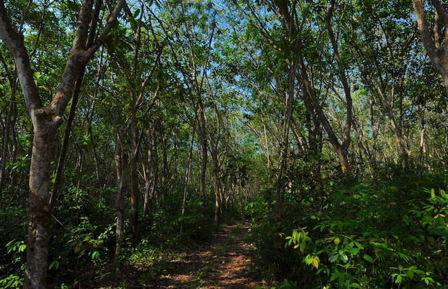 Cinnamon Trails - Foto 22