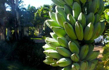 Kalani Hawaii Private Lodging - Foto 69