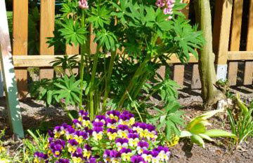 Ferienhaus "Finkennest" - Foto 6