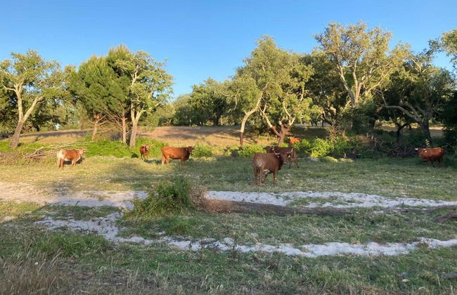 Casa Amador, Charming 2 Bedrooms House in Alcácer - Foto 23