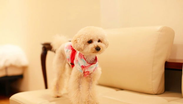 BITOKENKOUNOMACHI COSMIC TOWN - Foto 2, Habitación