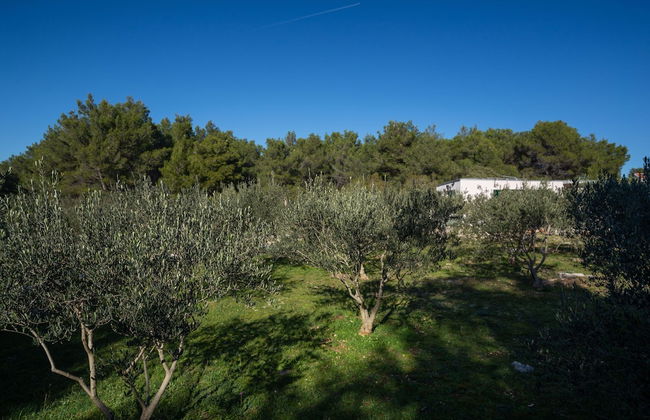 Olive Eden - Foto 54