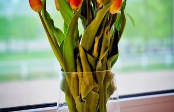 DomkiTomki, Winnica Sindaco - Foto 41