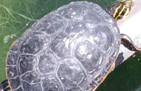 Caravana- Glamping Casa tortuga - Foto 51