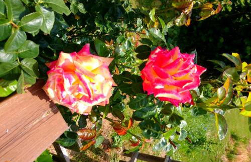 Casa delle Rose - Foto 59