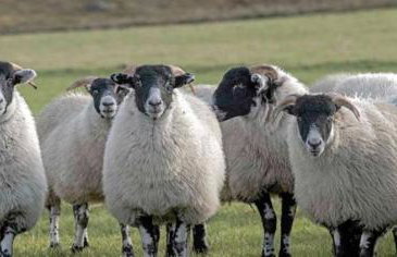 ISLE OF GIGHA FARM HOUSE - Foto 56