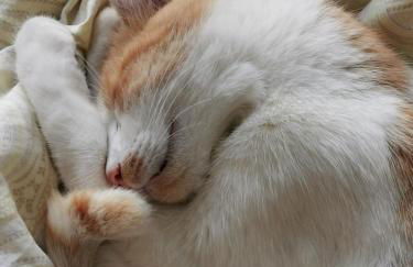 Casa Atlantico tropischer Seitenflügel - Photo 25