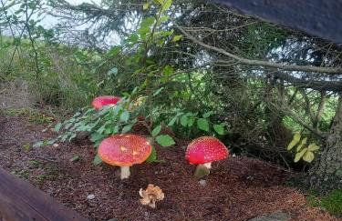 Chatka Ustrzyki - Foto 11