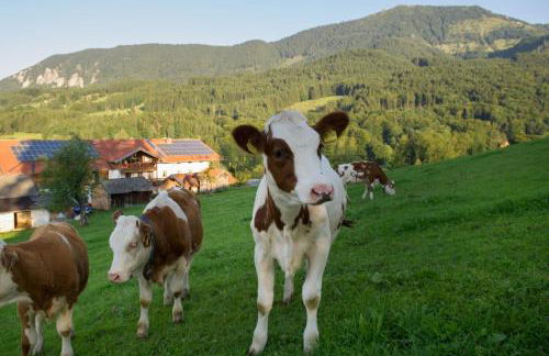 Nudlbichlerhof - Foto 2