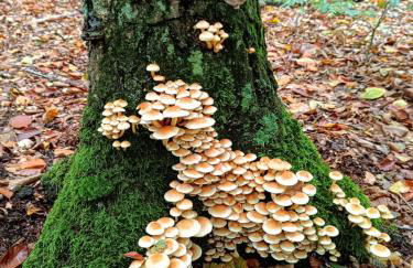 Mamat Ferienwohnungen - Foto 28