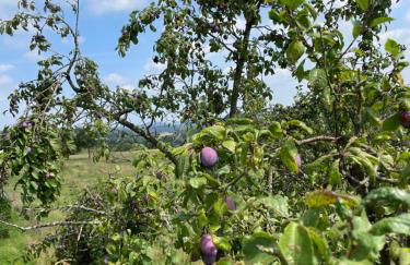 Fewo Landliebe - Foto 36