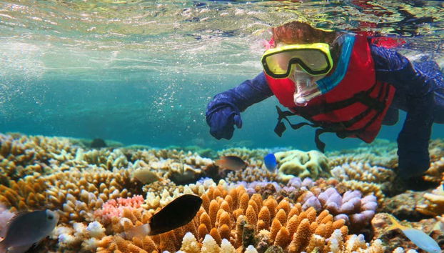 Great Barrier Reef Snorkeling Experience - Foto 2
