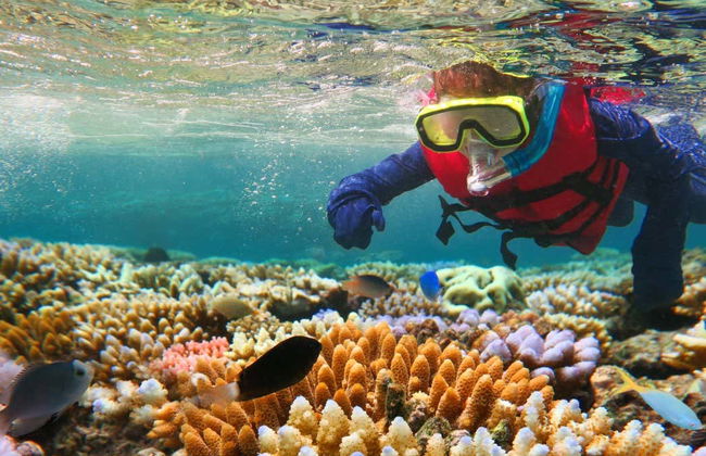 Snorkeling dans la Grande Barrière de Corail - Photo 1