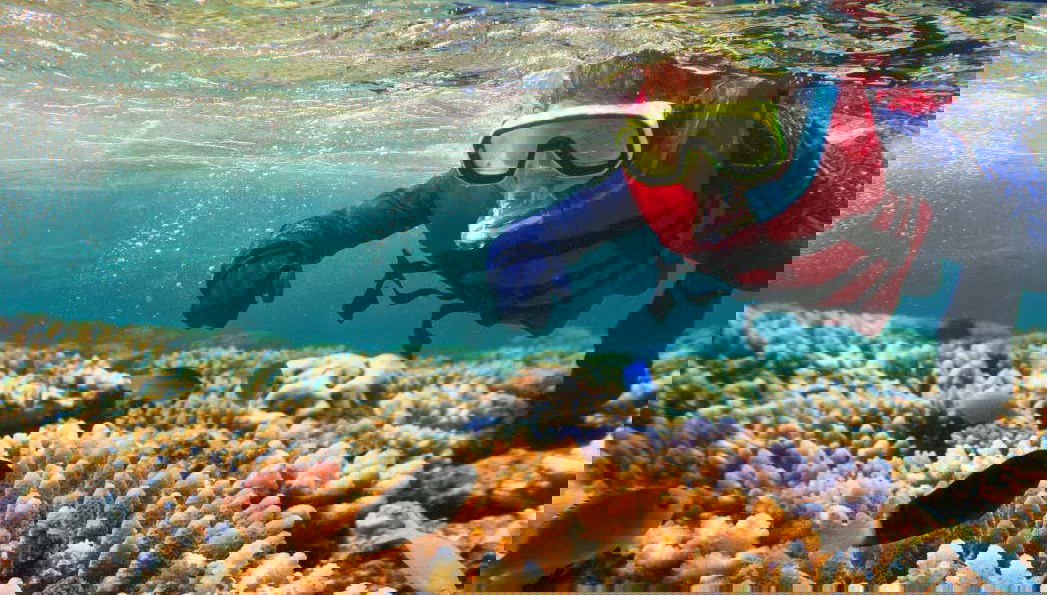 Snorkeling dans la Grande Barrière de Corail