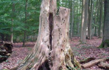 Haus Eifelinchen - Foto 36