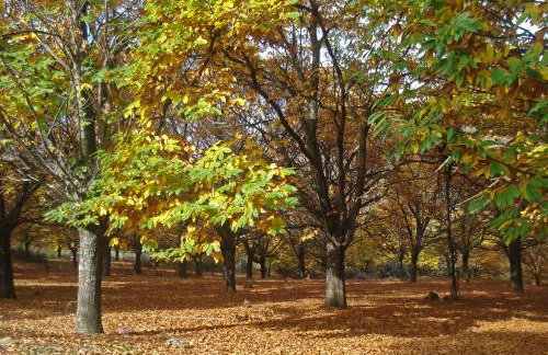 Hani Kastania - Chania retreat for families and groups for holidays and workshops - Foto 45