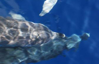 Au pont de Tuarelli, Ludique, Galeria, Corse - Foto 34