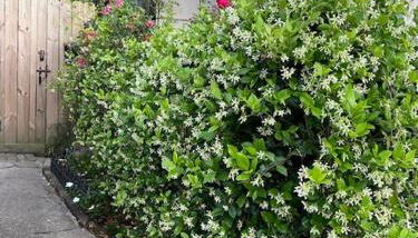 Walk to Jazz Fest from Garden Cottage - Foto 4