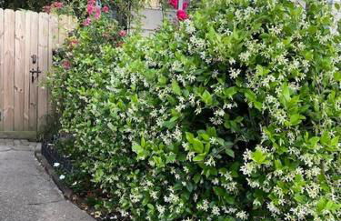 Walk to Jazz Fest from Garden Cottage - Foto 4