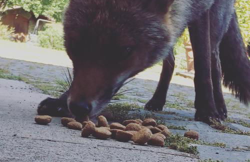 Agriturismo Le Roghete - Foto 21