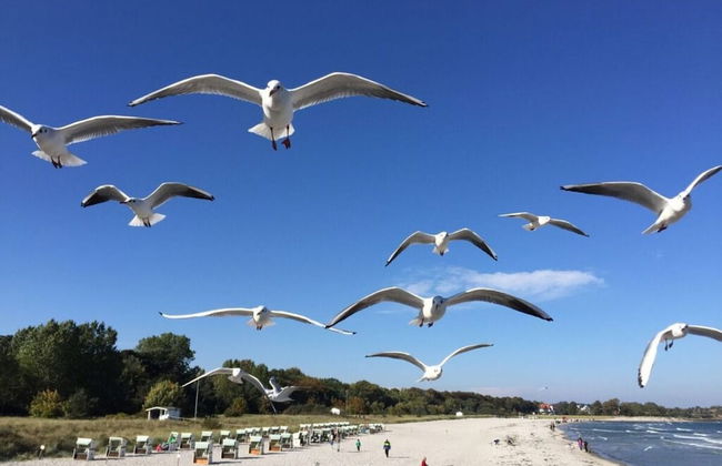 Apartment Near the Beach With sun Balcony - Photo 6