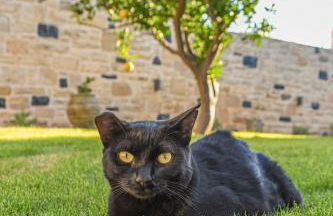 PAUL'S VILLA PLAKIAS - Photo 24