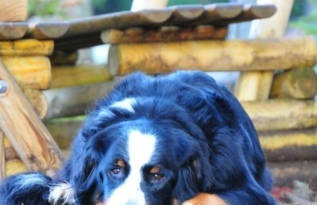 Holiday Home Black Forest - Foto 10