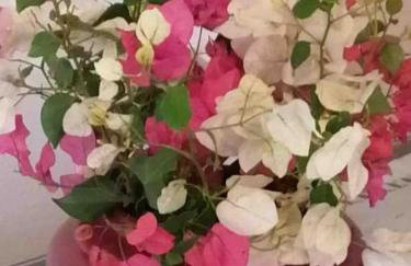 Hydra's Hidden Gem - Foto 12