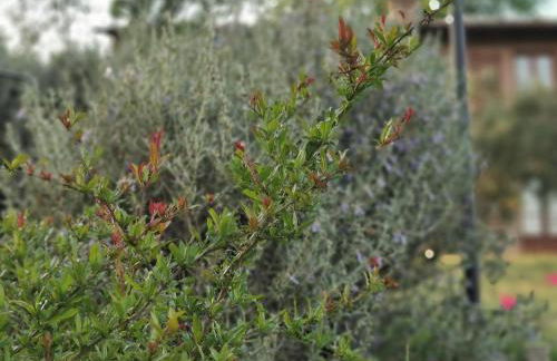 Poggio Giulia - Foto 44