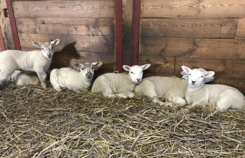 Ferienhof Anke Thiede - Foto 18