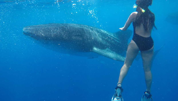 Swimming with Whale Sharks in Isla Mujeres - Foto 3