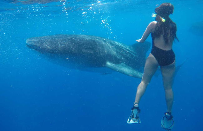 Swimming with Whale Sharks in Isla Mujeres - Foto 3