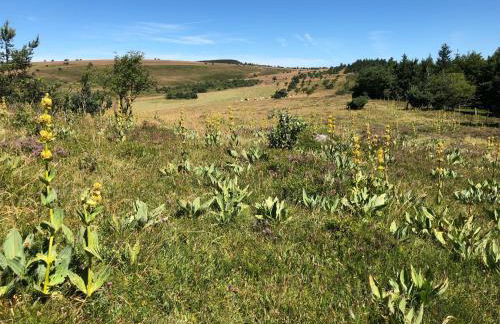 CHARMANT CHALET dans les monts du Forez - Foto 21