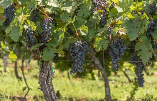 Unter den Reben - Foto 16