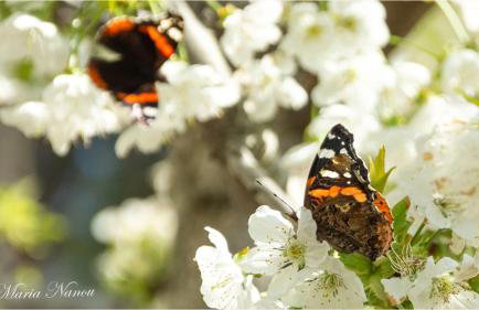 Afroditi Guest house Ano Volos - Foto 48