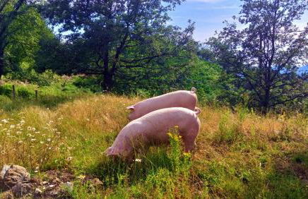 Terra Del Bosco Agriturismo - Foto 21