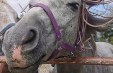 Relax House Nizic - Foto 41