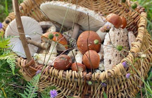 Domaine de Cazal - Gîte 2 pers avec piscine au cœur de 26 hectares de nature préservée - Foto 32