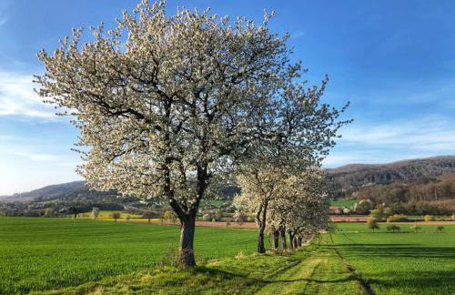 Ferienwohnung Werrablick Hedemünden - Gartenbenutzung mit Grill - WLAN - Foto 10