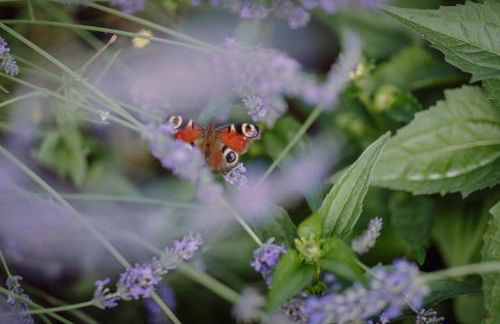 FEWO KOI mit Teichblick - Foto 6