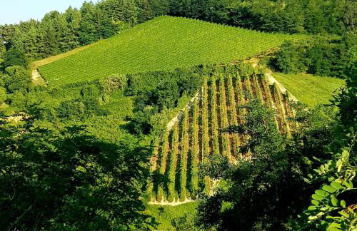 Azienda agricola biologica Le Lucciole - Foto 19