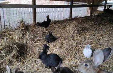 Farma Puchałowo - Foto 58