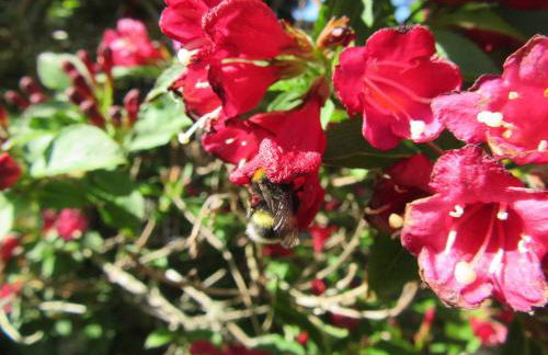 Ferienwohnungen Nibelungenwald - Foto 27