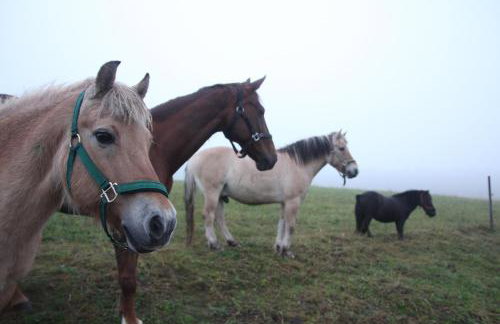 Ferienhof Gerda - Foto 13