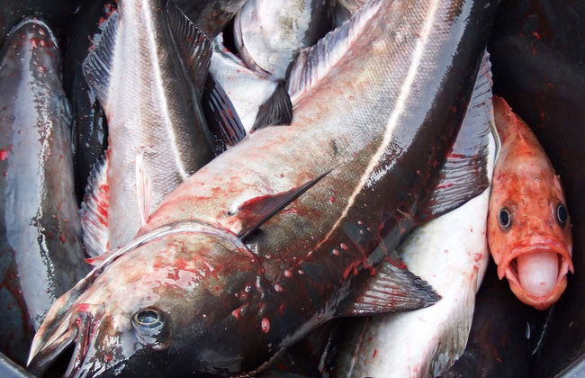 Holiday Home in Rebbenes - Photo 39