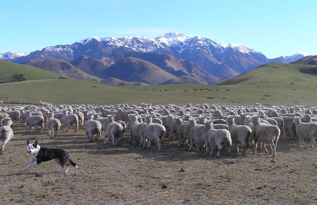 Pahau Downs High Quality Farmstay - Foto 1