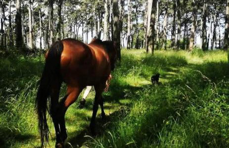 Golden Valley apartment & ranch - Foto 24