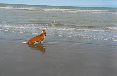 Villa Maris Stella à 250m de la plage de Petit Fort Philippe - Foto 23