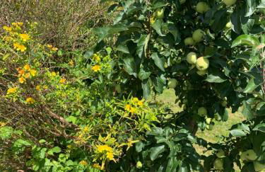 Bezaubernde Ferienwohnung mit Rosengarten - Foto 38